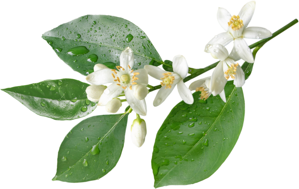 Orange blossom branch with flowers and rain drops png